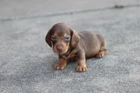 Sammy short hair chocolate & tan, a male Miniature Dachshund for sale in Berryville, AR – 4 of 7