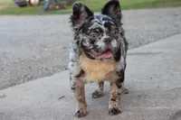 Dj, a male French Bulldog for sale in Berryville, AR – 8 of 9
