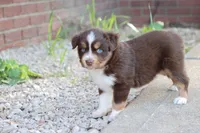Sarah, a female Miniature Australian Shepherd for sale in Berryville, AR – 3 of 8