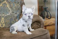 Stacy, a female French Bulldog for sale in Berryville, AR – 5 of 8