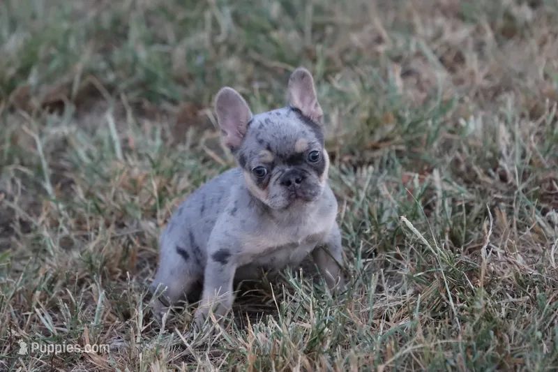 Blue Merle & Tan – French Bulldog puppy for sale in Berryville, AR