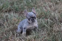 Blue Merle & Tan, a female French Bulldog for sale in Berryville, AR – 1 of 3