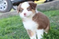 Sugar , a female Miniature Australian Shepherd for sale in Berryville, AR – 7 of 7