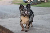 Dj, a male French Bulldog for sale in Berryville, AR – 9 of 9