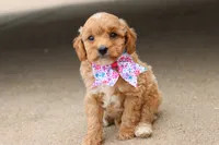 Gracie , a female Miniature Goldendoodle for sale in Berryville, AR – 5 of 9