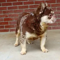 Proven stud Rojo & Tan merle, a male French Bulldog for sale in Berryville, AR – Photo 6 of 7