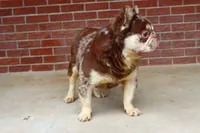 Proven stud Rojo & Tan merle, a male French Bulldog for sale in Berryville, AR – Photo 6 of 7