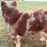 Proven stud Rojo & Tan merle, a male French Bulldog for sale in Berryville, AR – Photo 7 of 7