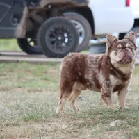 Proven stud Rojo & Tan merle, a male French Bulldog for sale in Berryville, AR – Photo 5 of 7
