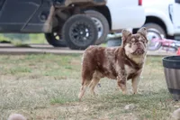 Proven stud Rojo & Tan merle, a male French Bulldog for sale in Berryville, AR – Photo 5 of 7