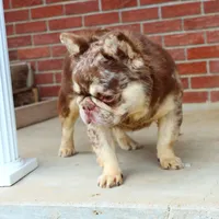 Proven stud Rojo & Tan merle, a male French Bulldog for sale in Berryville, AR – Photo 2 of 7