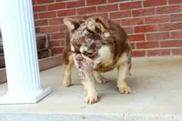 Proven stud Rojo & Tan merle, a male French Bulldog for sale in Berryville, AR – Photo 2 of 7