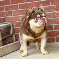 Proven stud Rojo & Tan merle, a male French Bulldog for sale in Berryville, AR – Photo 3 of 7