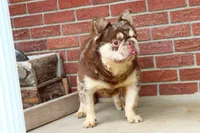 Proven stud Rojo & Tan merle, a male French Bulldog for sale in Berryville, AR – Photo 3 of 7