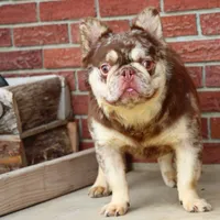 Proven stud Rojo & Tan merle, a male French Bulldog for sale in Berryville, AR – Photo 1 of 7