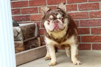 Proven stud Rojo & Tan merle, a male French Bulldog for sale in Berryville, AR – Photo 1 of 7