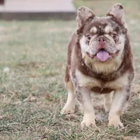 Proven stud Rojo & Tan merle, a male French Bulldog for sale in Berryville, AR – Photo 4 of 7