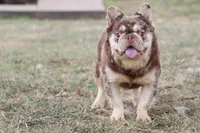 Proven stud Rojo & Tan merle, a male French Bulldog for sale in Berryville, AR – Photo 4 of 7