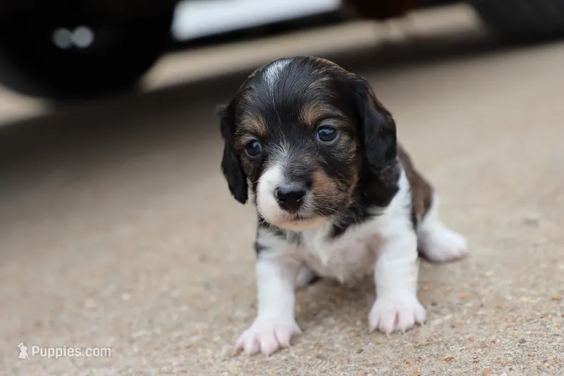 Katie  – Miniature Dachshund puppy for sale in Berryville, AR