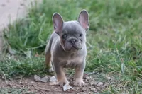 Lilac & tan male b, a male French Bulldog for sale in Berryville, AR – 6 of 9