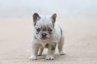 Stacy, a female French Bulldog for sale in Berryville, AR – 7 of 8