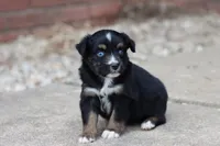 Clementine Black Tri , a female Miniature Australian Shepherd for sale in Berryville, AR – 2 of 7