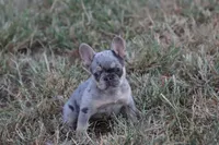 Blue Merle & Tan, a female French Bulldog for sale in Berryville, AR – 2 of 3