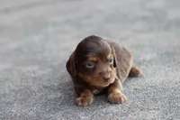 Sam long hair chocolate & tan, a male Miniature Dachshund for sale in Berryville, AR – 5 of 7