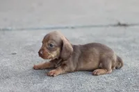 Sally short hair chocolate & tan, a female Miniature Dachshund for sale in Berryville, AR – 2 of 7