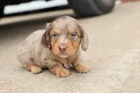 Kurt chocolate dapple, a male Miniature Dachshund for sale in Berryville, AR – 4 of 6
