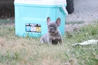 Lilac & tan male b, a male French Bulldog for sale in Berryville, AR – 3 of 9