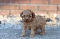 Petunia , a female Poodle - Toy  for sale in Berryville, AR – 3 of 6