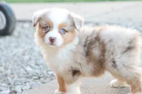 Steve red merle , a male Miniature Australian Shepherd for sale in Berryville, AR – 6 of 7