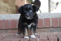 Clementine BT 1 blue eye , a female Miniature Australian Shepherd for sale in Berryville, AR – 4 of 9