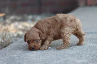 Petunia , a female Poodle - Toy  for sale in Berryville, AR – 6 of 6