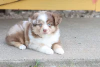 Red merle Cleo , a female Miniature Australian Shepherd for sale in Berryville, AR – 8 of 10