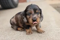 Kade silver dapple, a male Miniature Dachshund for sale in Berryville, AR – 2 of 7