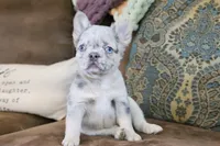 Stacy, a female French Bulldog for sale in Berryville, AR – 2 of 8