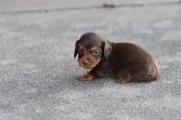 Sam long hair chocolate & tan, a male Miniature Dachshund for sale in Berryville, AR – 3 of 7