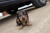 Kade silver dapple, a male Miniature Dachshund for sale in Berryville, AR – 5 of 7