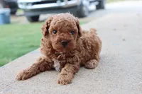 Steve, a male Poodle - Toy  for sale in Berryville, AR – 2 of 9