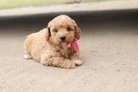 Gracie pink, a female Miniature Goldendoodle for sale in Berryville, AR – 8 of 9