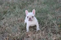Whitey , a female French Bulldog for sale in Berryville, AR – 6 of 6