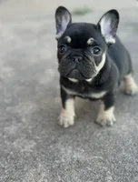 Debrah black & tan , a female French Bulldog for sale in Berryville, AR – 3 of 9