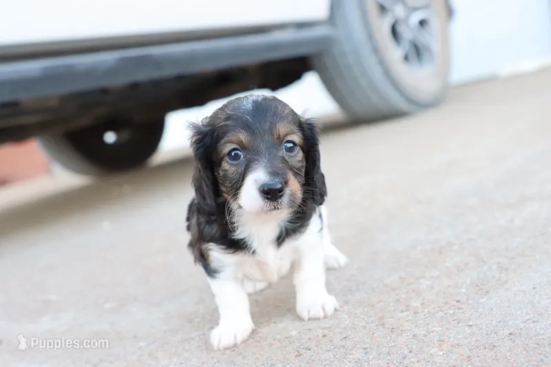 Katie  – Miniature Dachshund puppy for sale in Berryville, AR