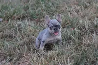 Blue Merle & Tan, a female French Bulldog for sale in Berryville, AR – 3 of 3