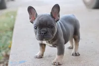 Blue & tan female , a male French Bulldog for sale in Berryville, AR – 7 of 10