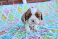 Blenheim Male, a male Cavalier King Charles Spaniel for sale in Berryville, AR – 4 of 6