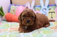 Roy 3, a male Cavapoo for sale in Berryville, AR – Photo 1 of 6