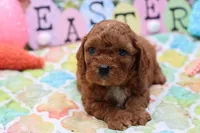 Roy 3, a male Cavapoo for sale in Berryville, AR – Photo 2 of 6